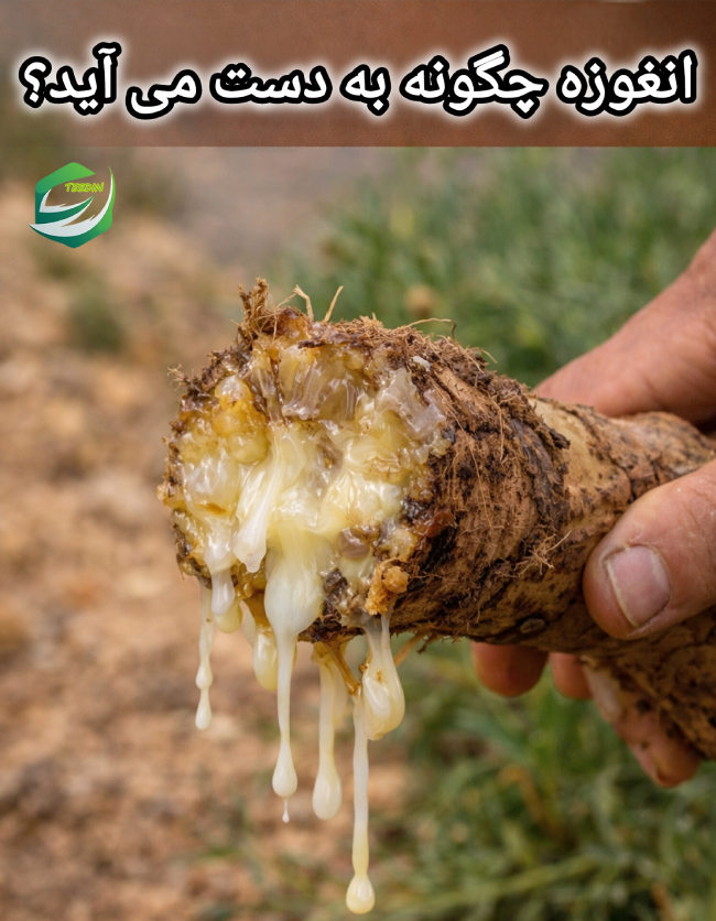 انغوزه چگونه به دست می آید؟