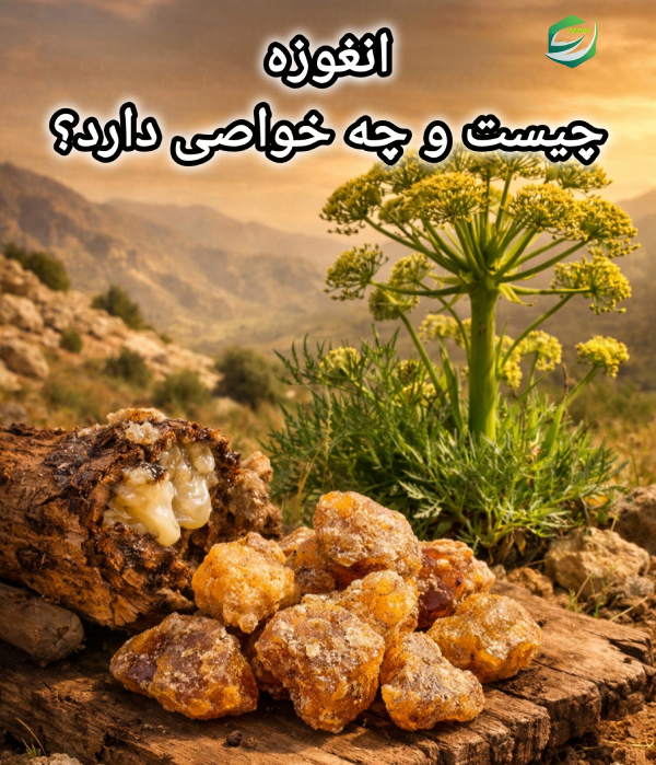 انغوزه چیست و چه خواصی دارد؟