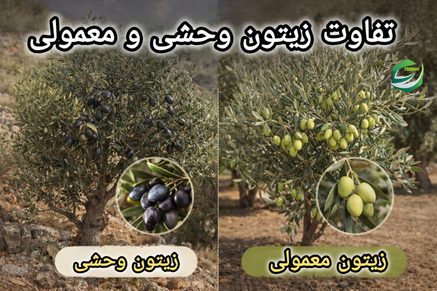 تفاوت زیتون وحشی و معمولی