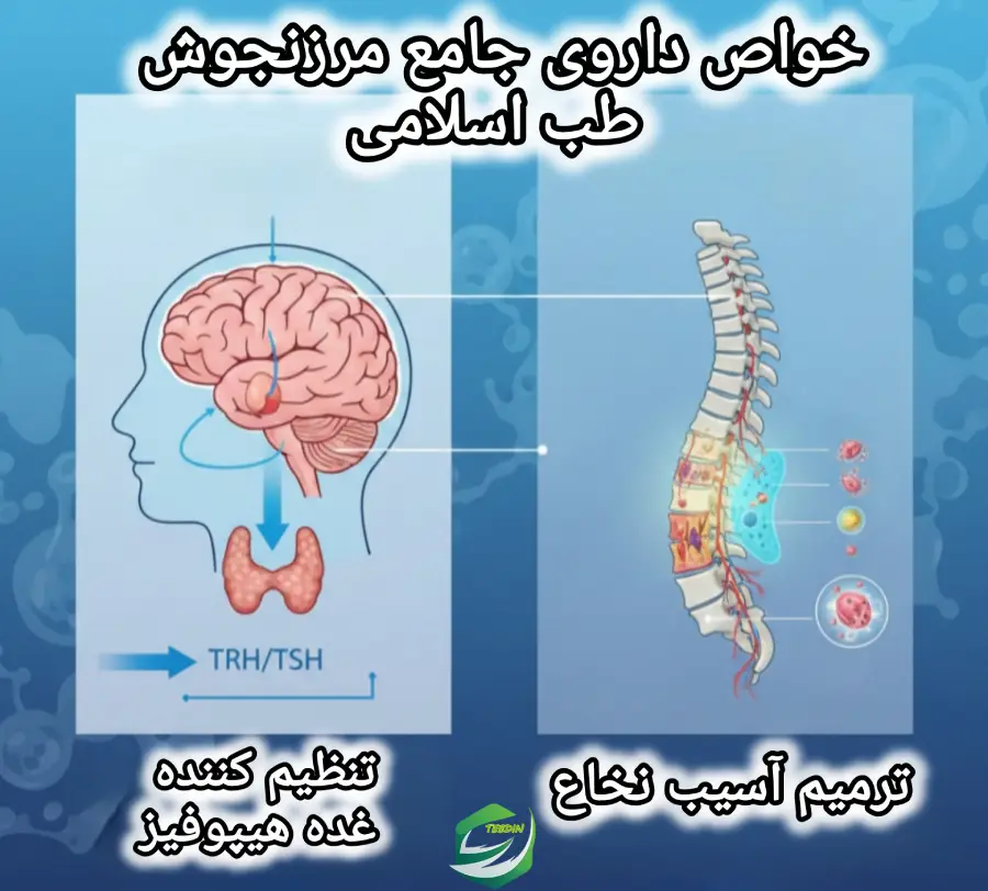 جامع مرزنجوش 7 خواص داروی جامع مرزنجوش طب اسلامی 1