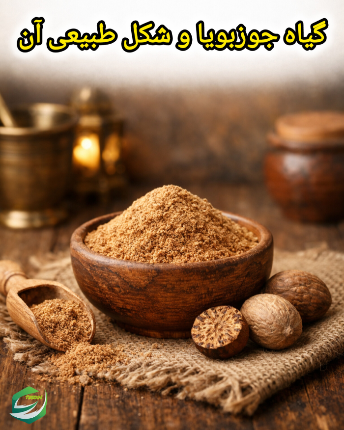 گیاه جوزبویا وشکل طبیعی آن