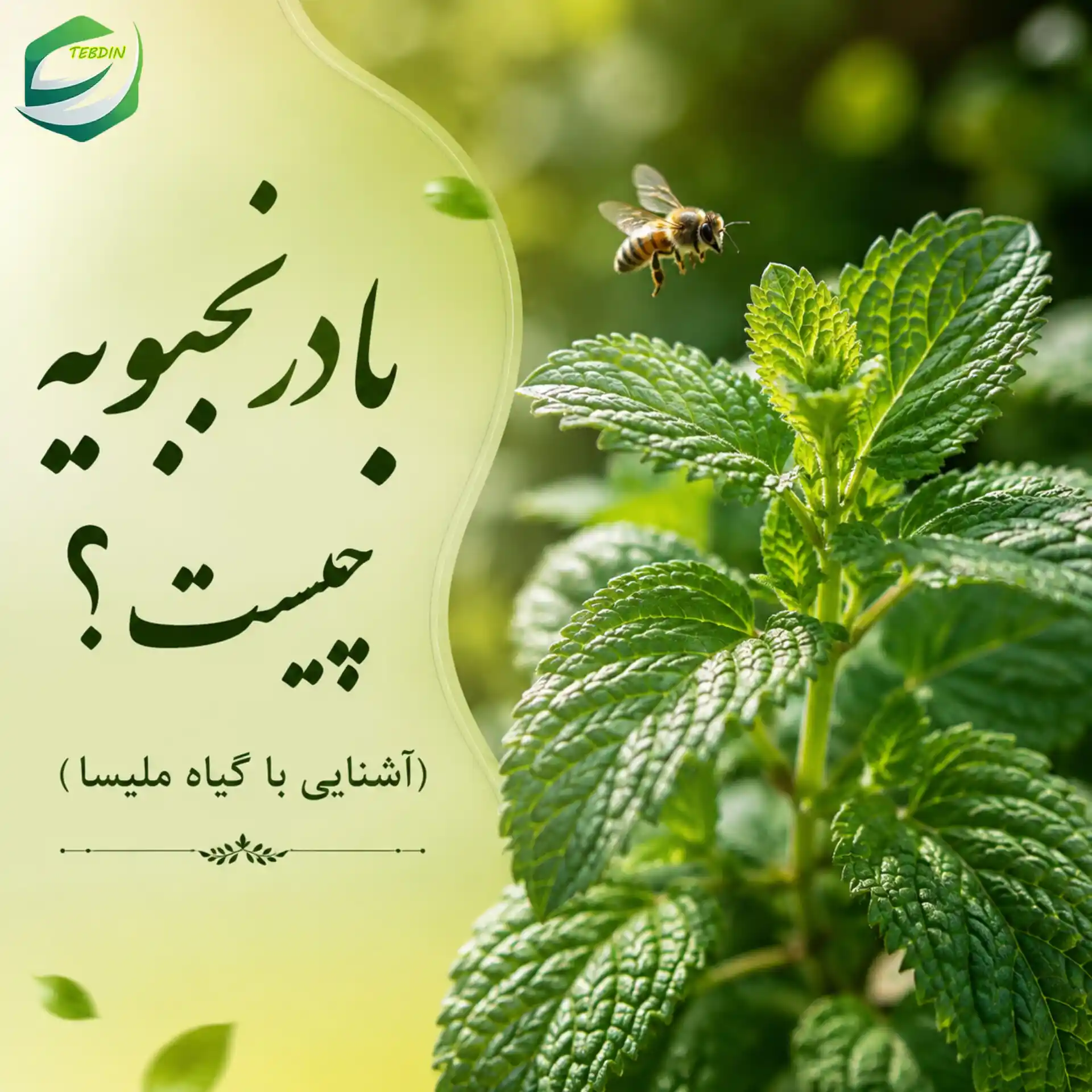 بادرنجبویه چیست؟