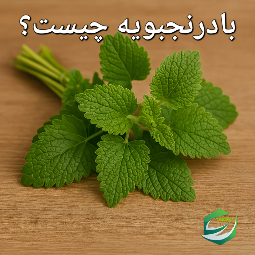بادرنجبویه چیست؟
