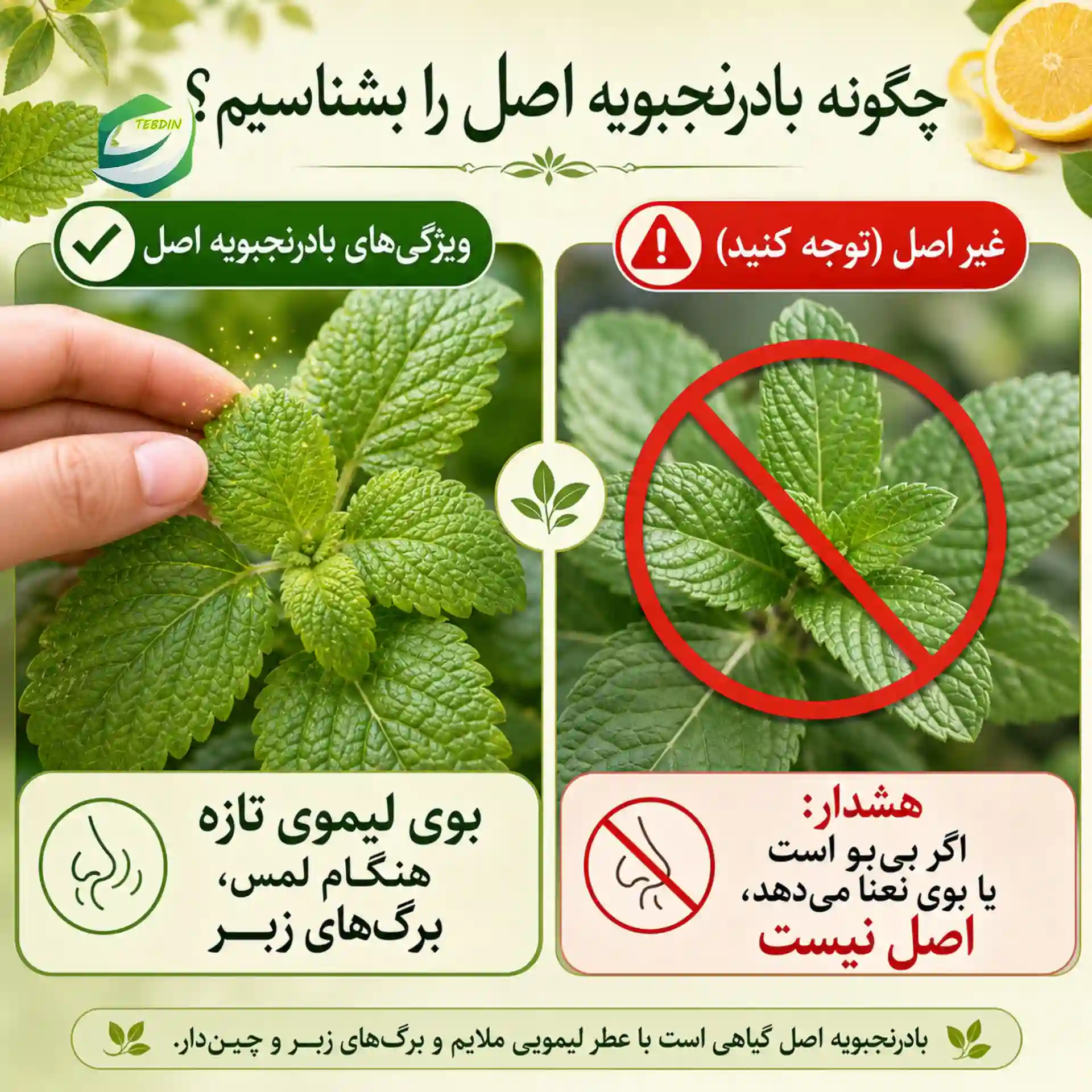 چگونه بادرنجبویه اصل را بشناسیم