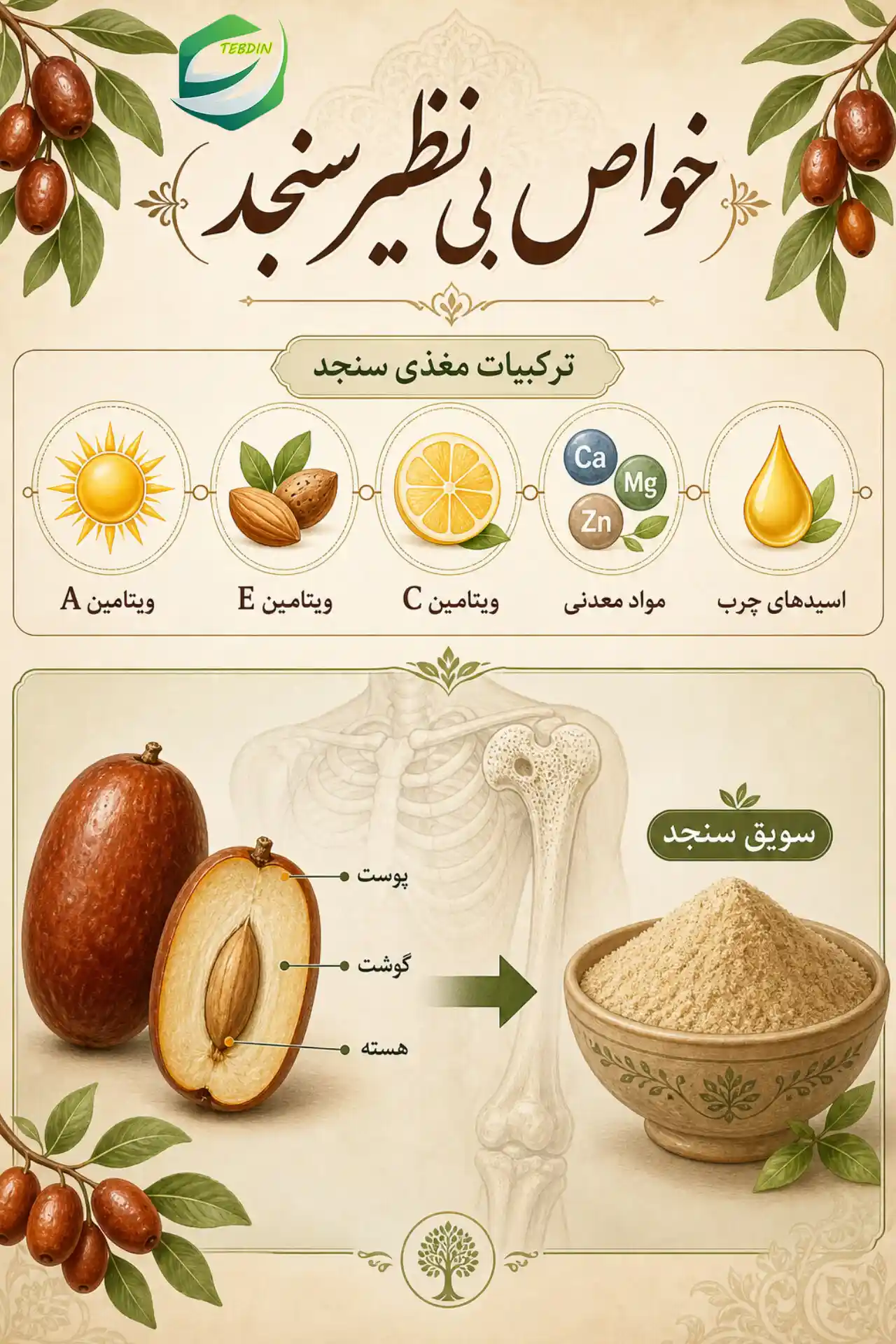 سنجد و پوکی استخوان 2 خواص بی نظیر سنجد