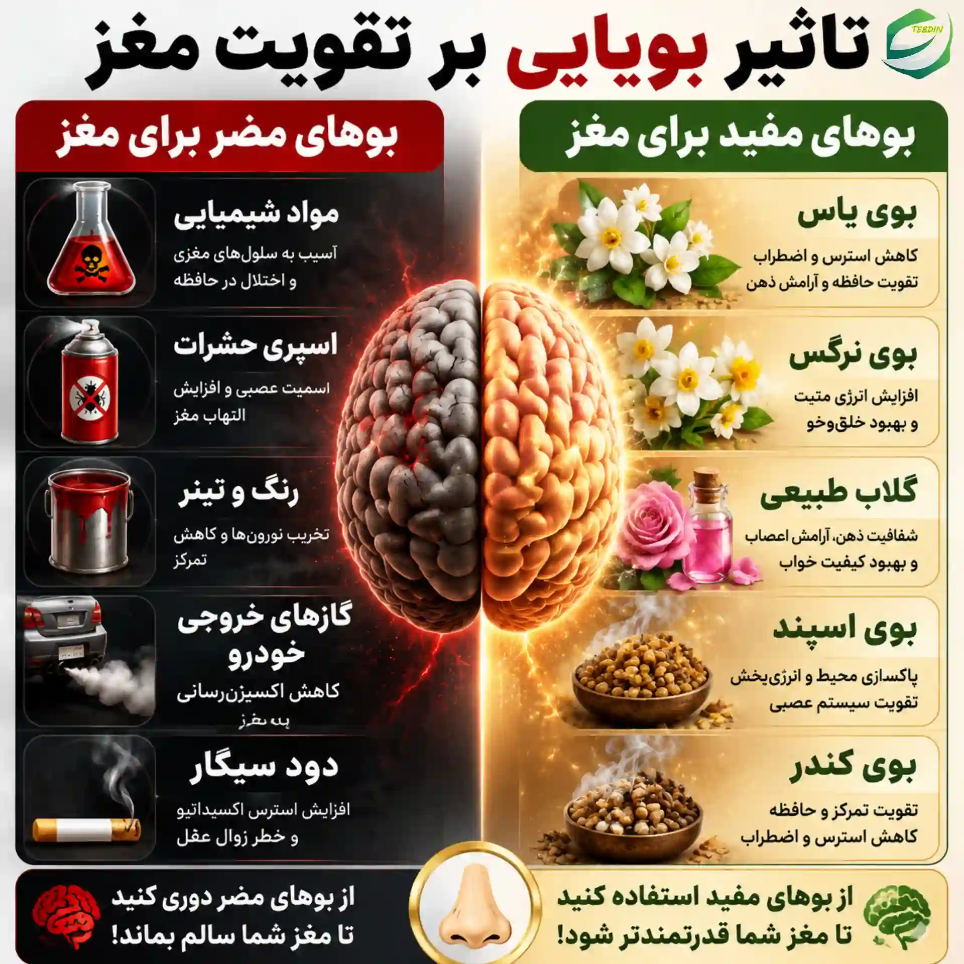 تاثیر بویایی بر تقویت مغز
