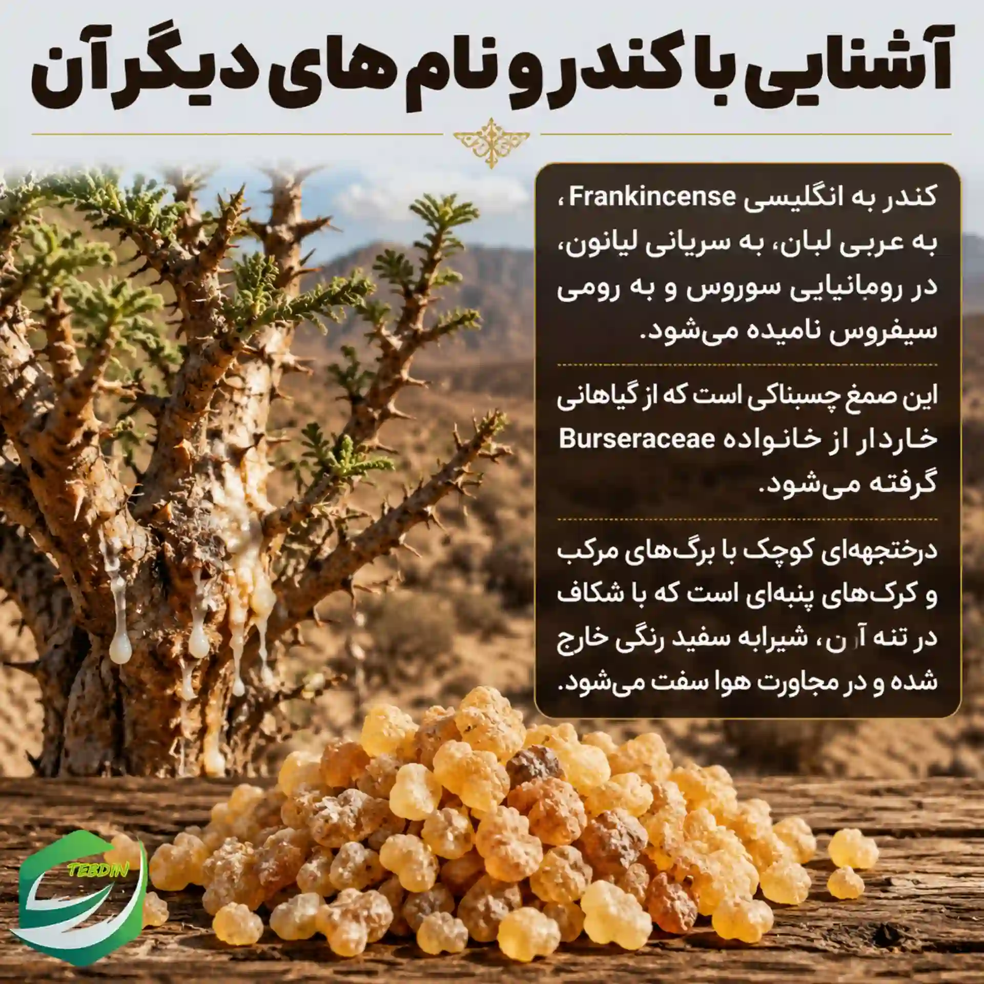 آشنایی با کندر و نام‌های دیگر آن