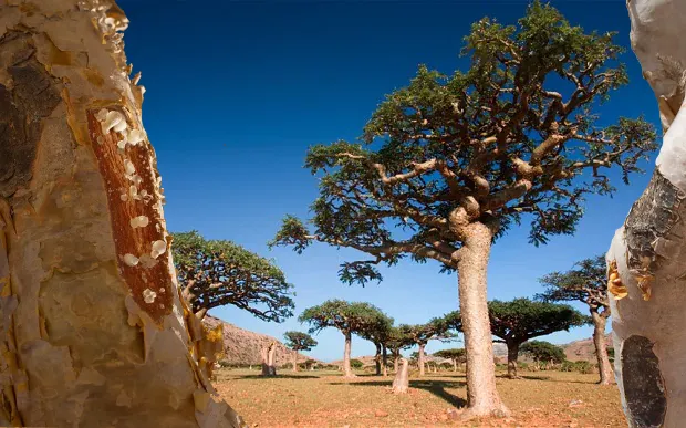 درخت کندر 