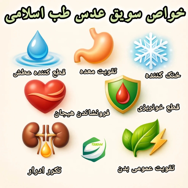 خواص سویق عدس طب اسلامی